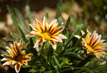 Gazania Plant With Flower
