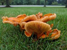 Jack-o-lantern Mushrooms On A Lawn