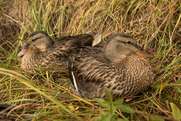 Mallards (Anas platyrhynchos) nesting by String Lake;  Grand Teton NP;  Wyoming
