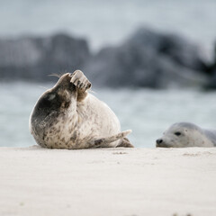 Wall Mural - The harbor seal (Phoca vitulina) in Helgoland, Germany