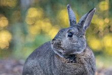Small Gray And White Domestic House Rabbit In The Garden Head Turned As Sun Sets And Shines Through The Trees