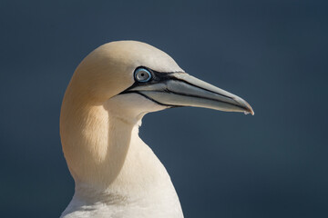 Lovely detail picture of the Northern gannets on the german Helgoland island in Nord sea