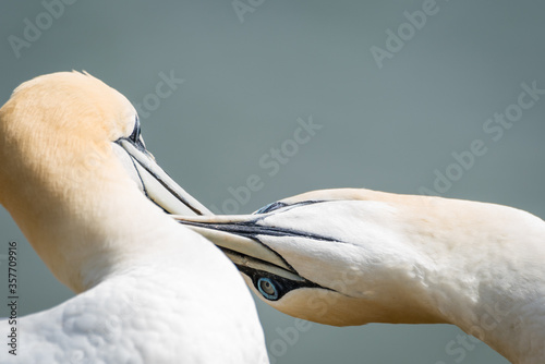 Photographie Lovely detail picture of the Northern gannets on the german Helgoland island in