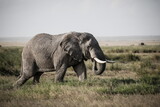 Fototapeta Sawanna - Elephant in Amboseli National Park, kenya, Africa