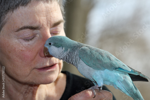 Cuadros en Lienzo Affectionate male Quaker Parrot pet with blue mutation kissing the face of a ret