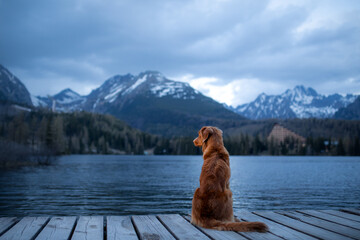 dog on a wooden bridge by the lake on a background of mountains. Evening view. Traveling with pets in nature