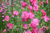 Dianthus plumarius. Pink floerws in a garden