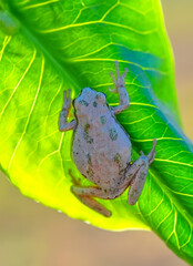 Beautiful Europaean Tree frog Hyla arborea 