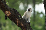 Fototapeta Konie - Vervet monkey Chlorocebus pygerythrus Old World monkey of the family Cercopithecidae Africa Portrait