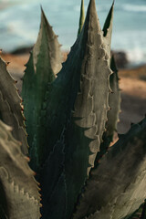 Wall Mural - Close up of coastal cactus plant