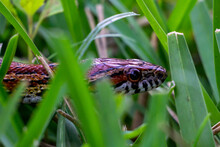 Corn Snake (Pantherophis Guttatus) Crawling Through A Backyard In Stuart, Florida, USA