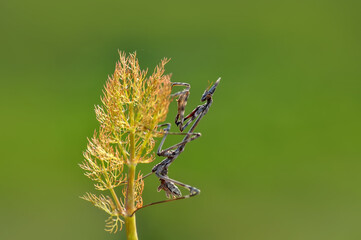 Close up of pair of Beautiful European mantis ( Mantis religiosa )