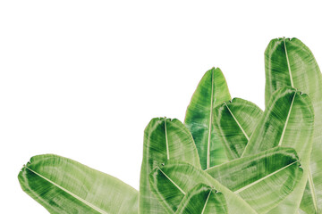 Fresh banana leaves on white background.