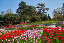 Tulip Garden Of Red, Pink, Purple, White, Flowers In The Spring Near Minneapolis, Minnesota