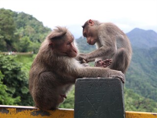 Monkeys catching lice sitting on the side of a ghat road