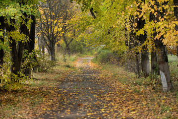 autumn path with yellow leaves