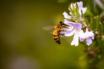 bee on flower