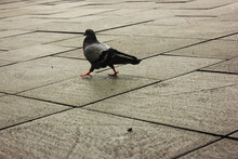 Pigeon On The Sidewalk