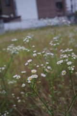 Wall Mural - Many Himejoon, white field flowers that bloomed in the vacant lot 1
空き地に咲いた沢山のヒメジョオン、白い野の花