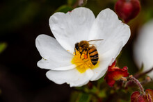 Bee On Little White Flowers