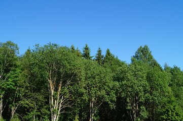  trees in the forest