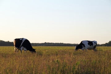 two cows eat grass in the field against the background of the forest and cloudless sky. walk and dinner in the fresh air