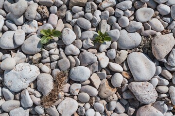 Poster - Pebblestones on the beach - perfect for background