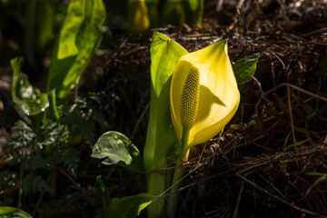 Symplocarpus foetidus, commonly known as skunk cabbage or eastern skunk cabbage, is a low growing plant that grows in wetlands and moist hill slopes of eastern North America