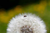 Fototapeta Dmuchawce - A small spider on dandelion seeds