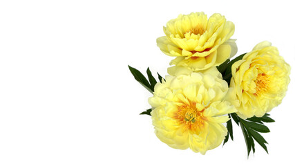 Wall Mural - Bouquet of yellow peonies in the vase isolated on white.