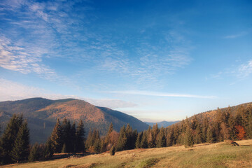 Wall Mural - Picturesque mountain panoramic landscape with fir trees and mountain tops.