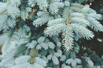 prickly branch of blue spruce, selective focus, depth of field