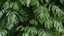 Juicy Exotic Tropical Monstera Leaves Texture Backdrop, Copyspace. Lush Foliage, Greenery In Paradise Garden. Abstract Natural Dark Green Jungle Vegetation Background Pattern, Wild Summer Rain Forest