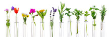 Panoramic Image Flowers And Plants In Test Tubes On White Background. The Concept Of Biological Research.