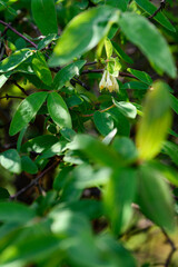 Sticker - Yellow blueberry flowers on a bush.