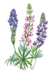 realistic llustration handdrawn of lupine (lupinus sp.) with flowers and seeds on white background