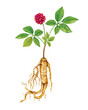 watercolor illustration o a plant of ginseng (Panax), with leaves, roots and fruit. White background