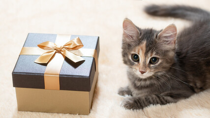 Wall Mural - Cute fluffy kitten lies on a cream fur plaid next to a golden gift box