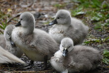 A Family Of Adorable Baby Swans/cygnets Huddled Together By The River