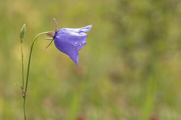 Wall Mural - blaue Glockenblume