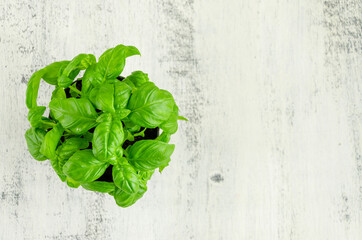 Wall Mural - Fresh juicy green basil in a black flower pot on a light wooden background. Horizontal, copy space.