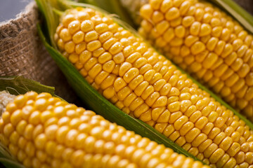 Wall Mural - Corn cobs on burlap sack.