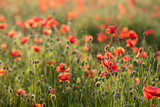 Fototapeta Maki - field of red poppies