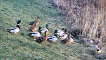 Wild Mallard Ducks In The Nature
