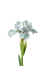 Light Blue Iris Isolated On A White Background.