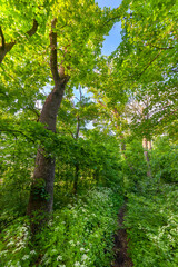 Wall Mural - summer landscape with footpath in morning forest