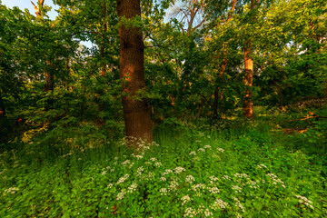 Wall Mural - summer landscape with morning forest and sun in blue sky, beautiful woodland