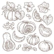Sketch Set Of Pumpkins With Slices, Leaves, Flowers And Seeds. Vector Illustration On A White Background.