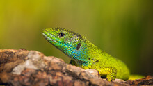 Close-up Of Beautiful Bright Green Lizard