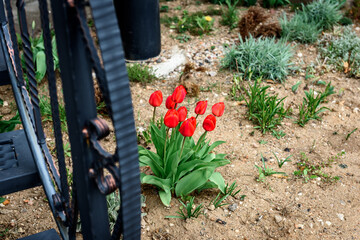 Wall Mural - Red tulips growing in garden.